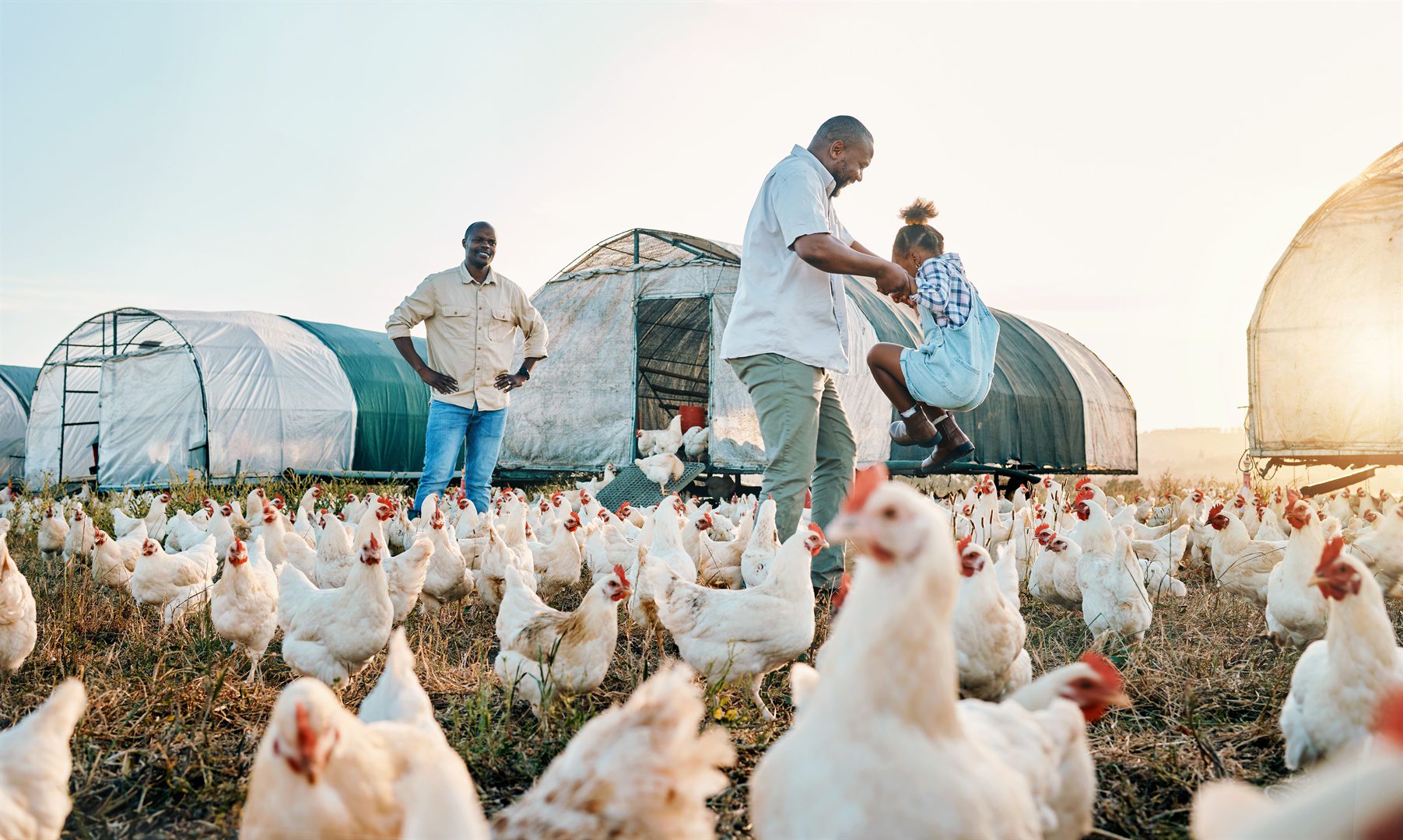 chicken-farming-and-family-swing-with-birds-outdoor