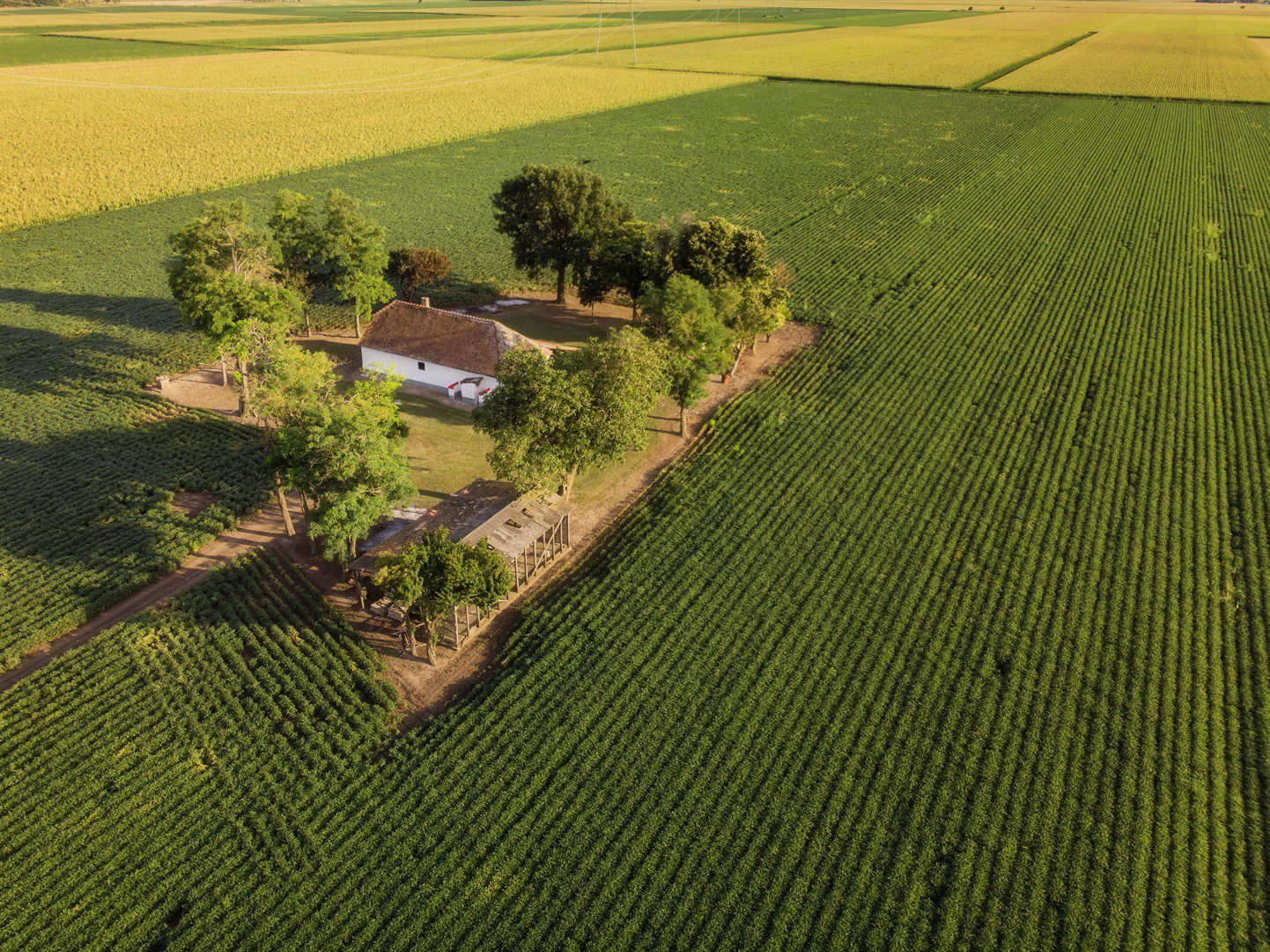 ranch-and-green-lush-agricultural-fields-of-corn